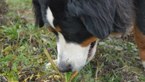 Hond snuffelt onderzoekend in het gras op zoek naar eten