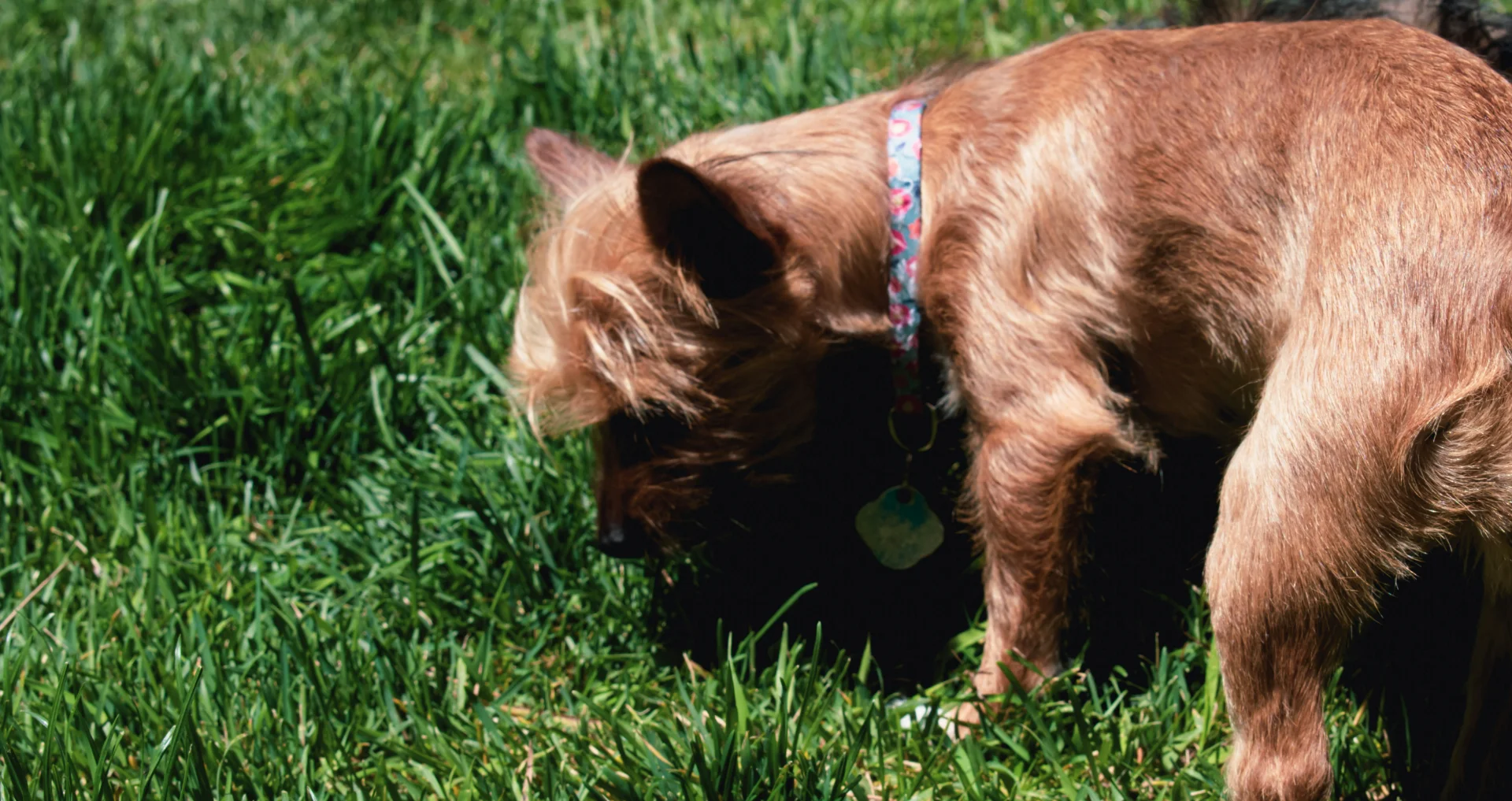 Hond aan leiband in gras buiten aan het eten