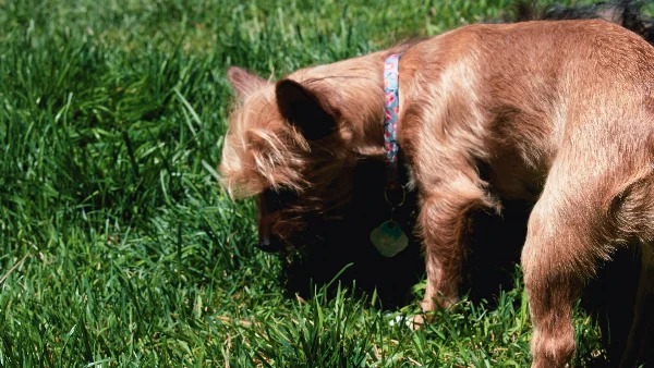 Hond aan leiband in gras buiten aan het eten