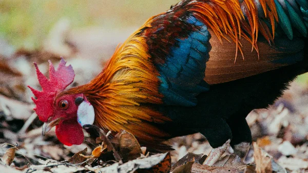 Kippen pikken en eten veren van elkaar op.