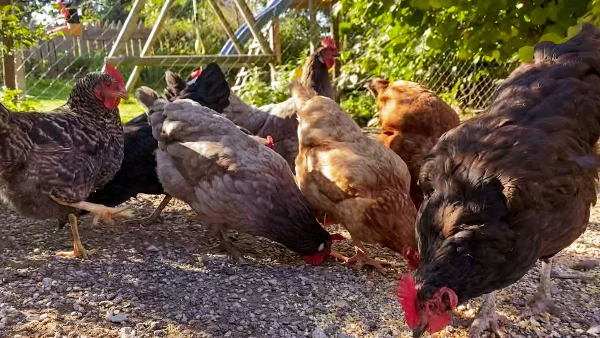 Kippen picken naar voedsel in strooisel op de grond.