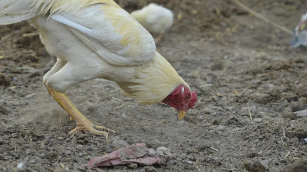 Kip pikt in natte aarde op zoek naar voedsel en mineralen.