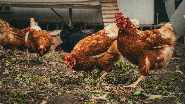 Groep kippen staand op aarde, voer verspreid op de grond