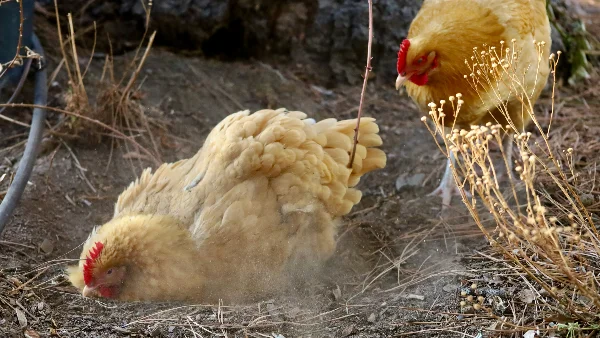 Kip neemt een stofbad in de tuin om zich schoon te maken.