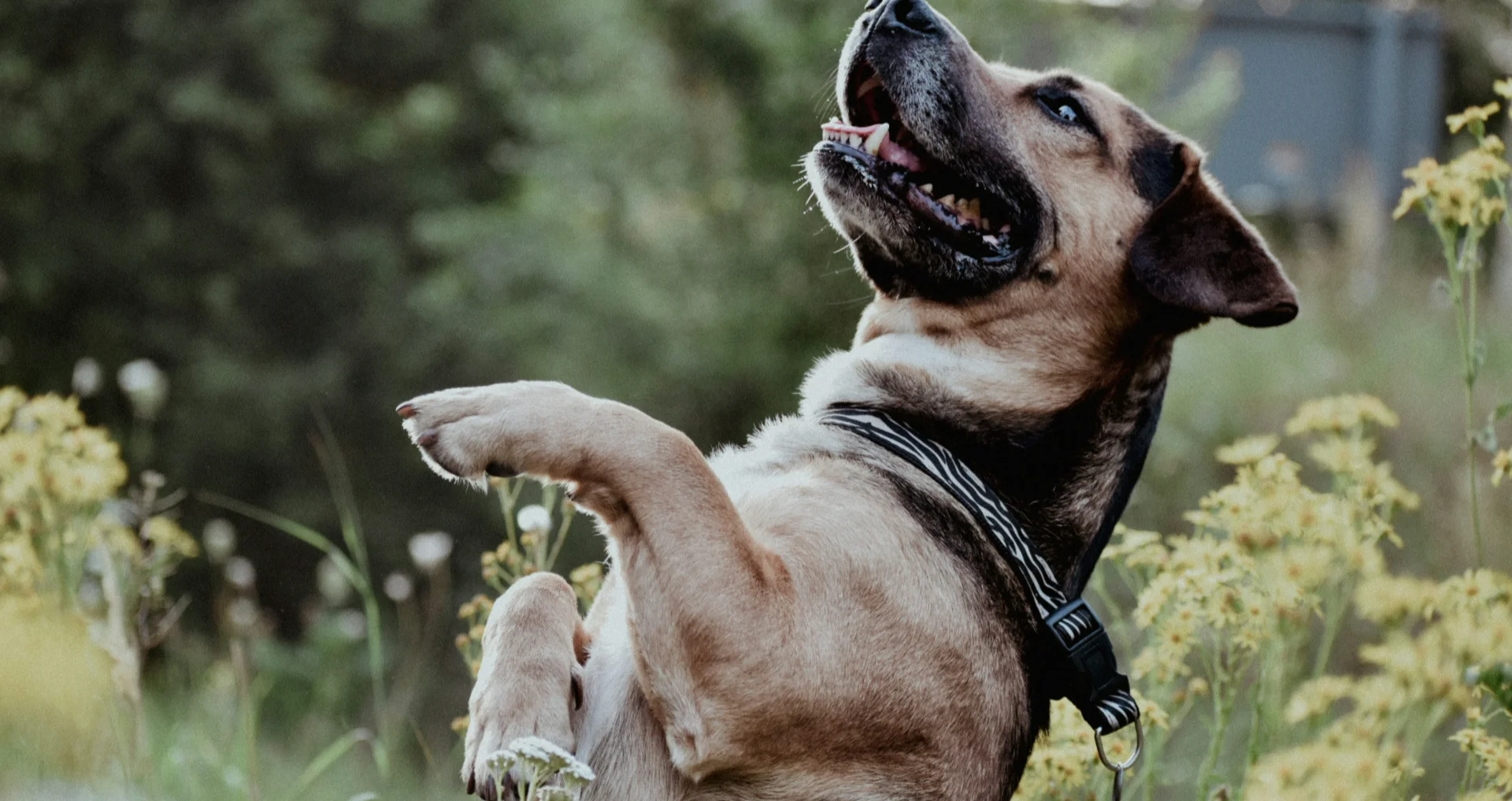 Speelse hond staat op achterpoten in veld.