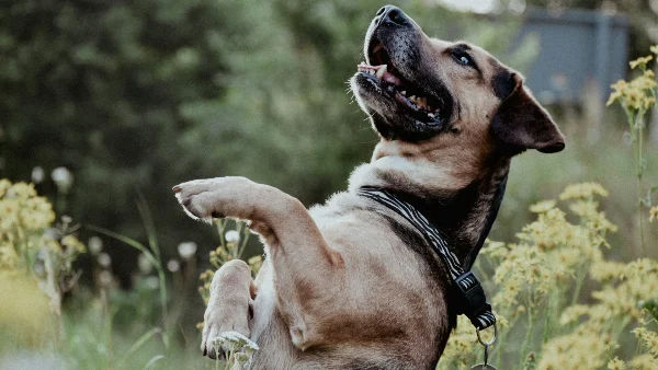 Speelse hond staat op achterpoten in veld.