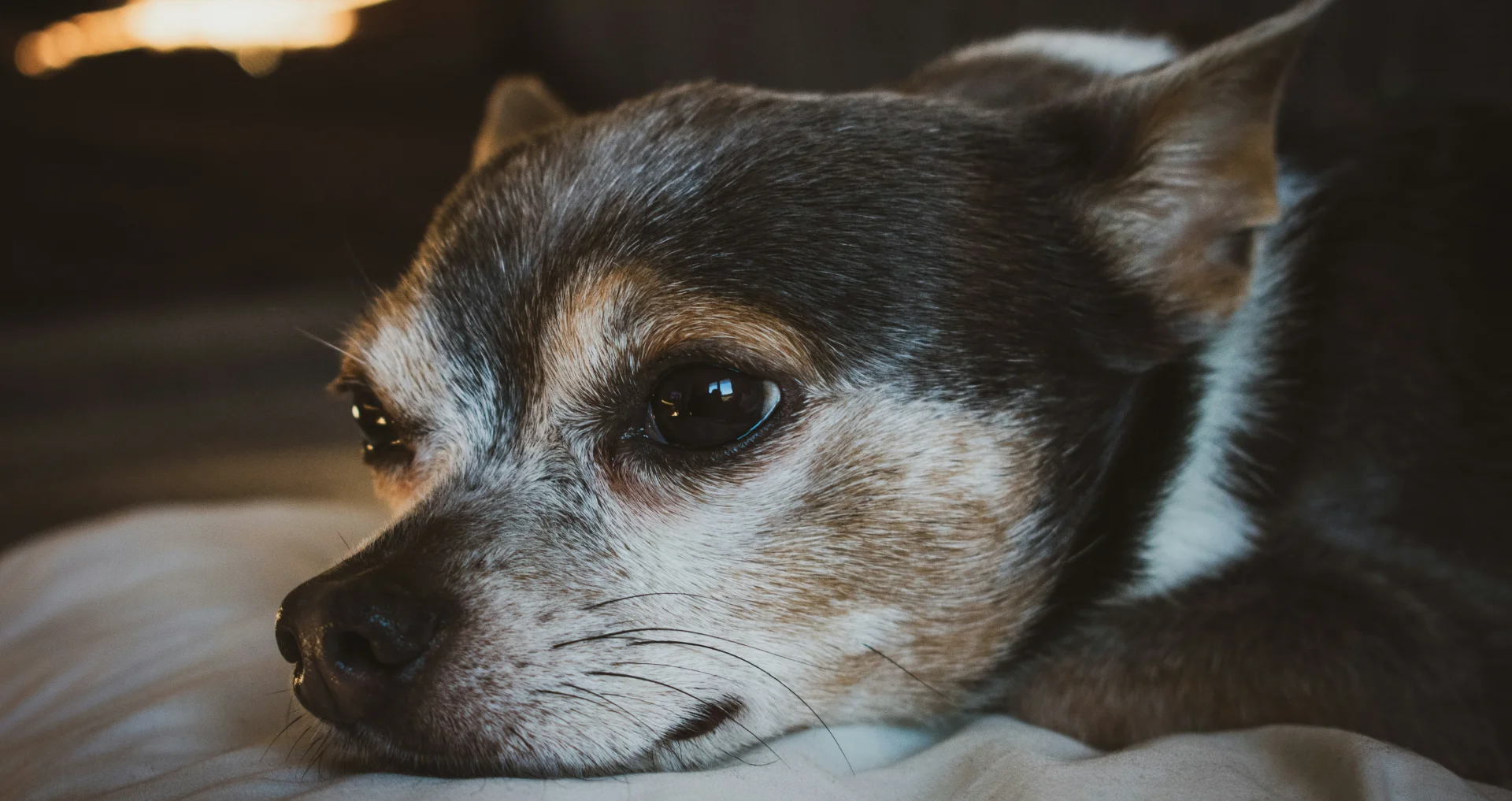 Hond ligt op bed en jankt zonder duidelijke aanleiding
