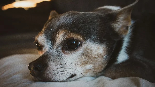 Hond ligt op bed en jankert zonder duidelijke aanleiding
