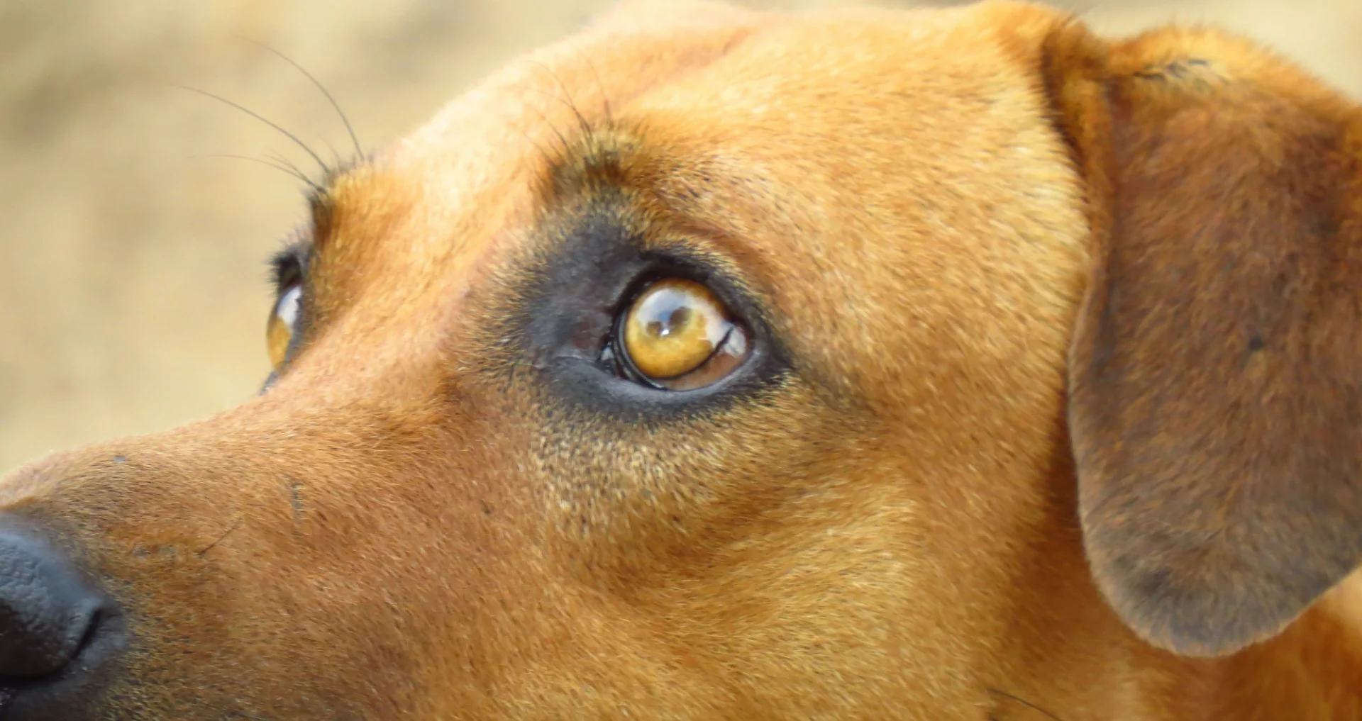 Bruine hond met blauwe ogen kijkt aandachtig naar rechts