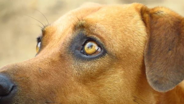 Bruine hond met blauwe ogen kijkt aandachtig naar rechts