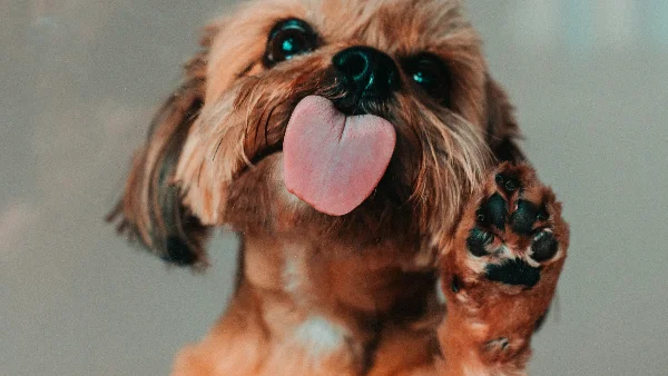 Bruine hond likt persoon.