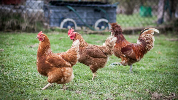 # Waarom lopen kippen achter elkaar aan?
Bruine kippen lopen achter elkaar op groen grasveld overdag.