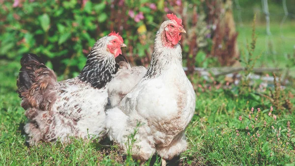 Jonge hennen maken geluid op een grasveld