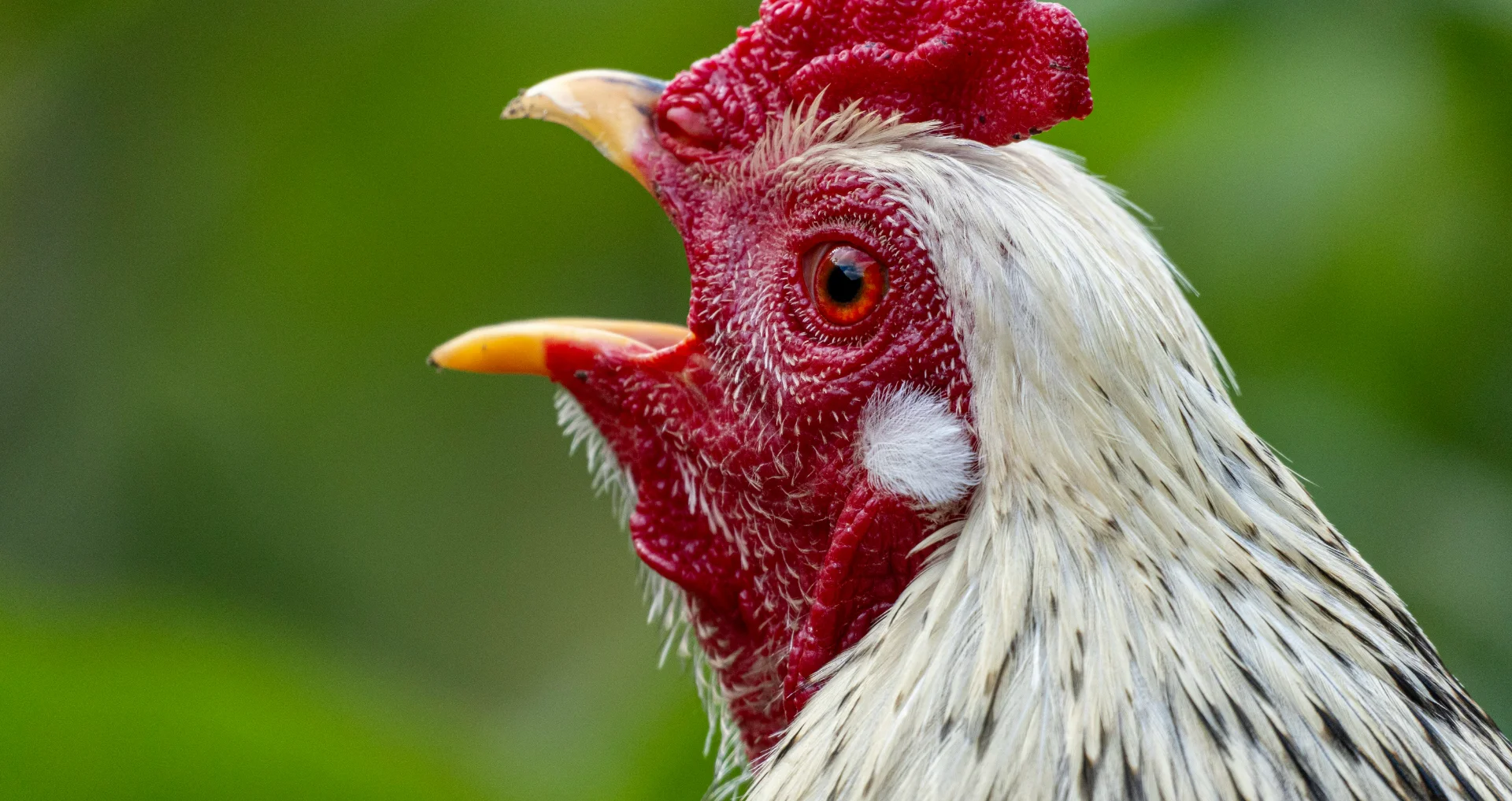Kippen maken zachte geluiden voor communicatie en groepsgedrag onderling.