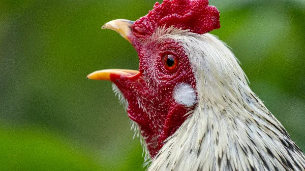 Kippen maken zachte geluiden voor communicatie en groepsgedrag onderling.