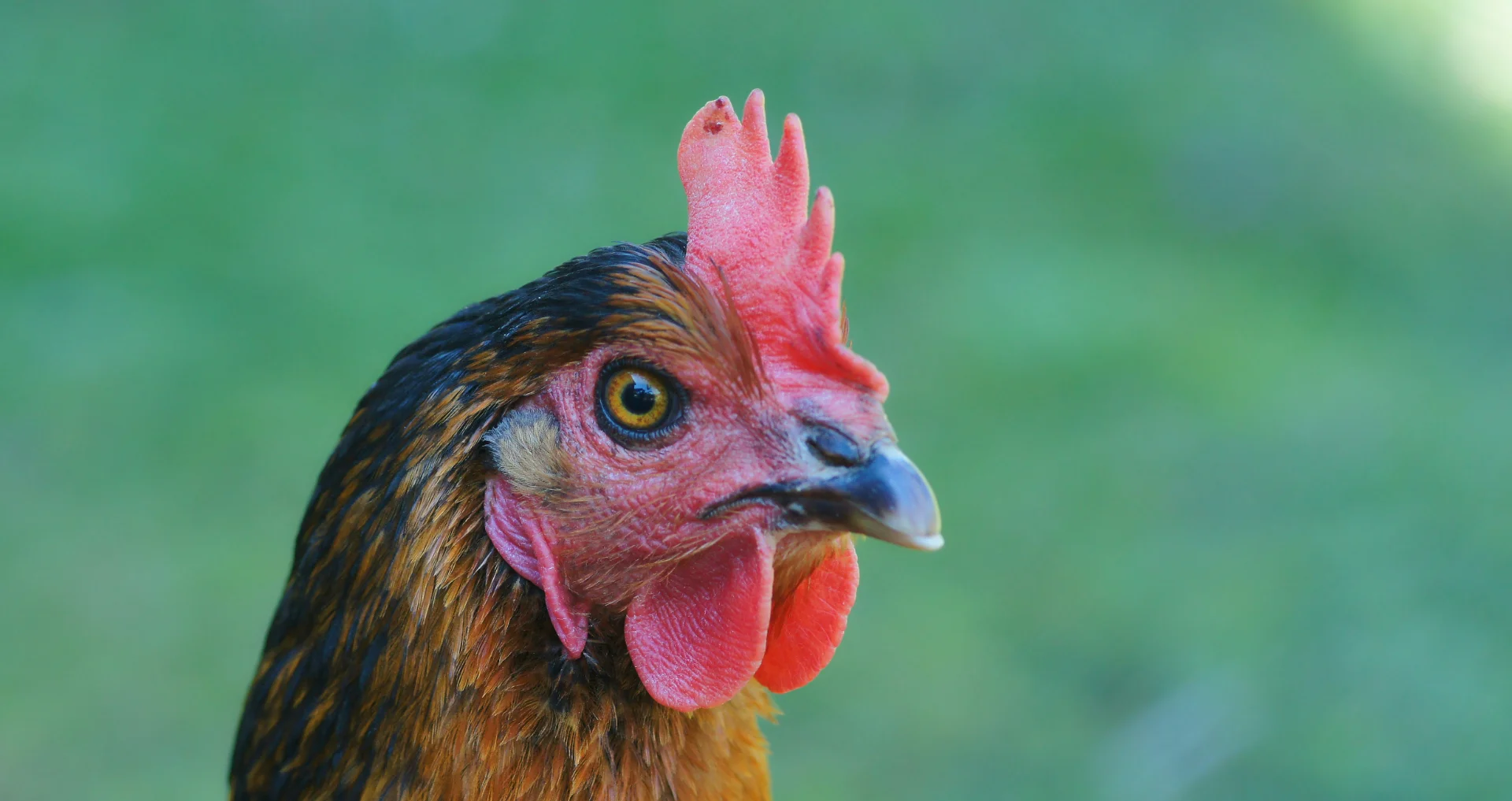 Bruine en zwarte kip maken zachte geluidjes met elkaar