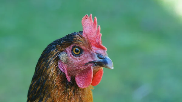Bruine en zwarte kip maken zachte geluidjes met elkaar