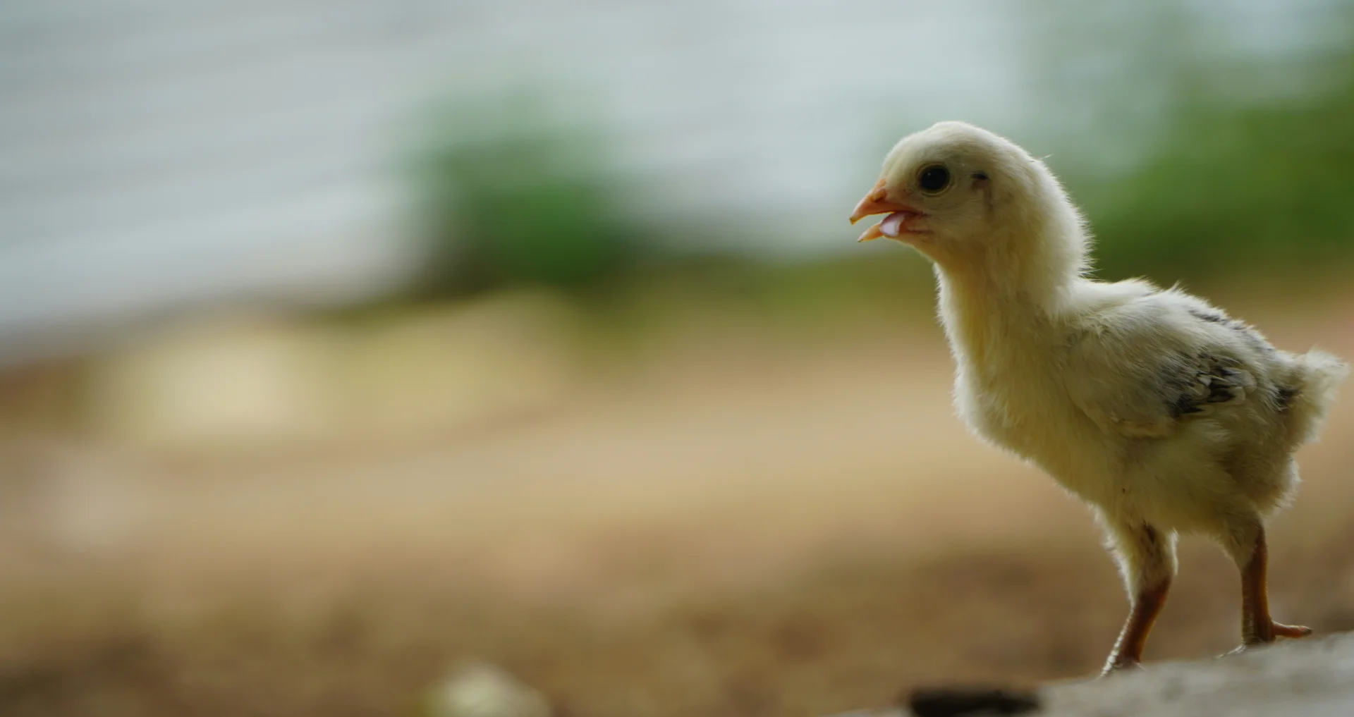 Witje kuiken piept luidruchtig in het gras.