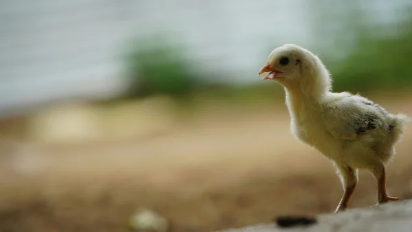 Witje kuiken piept luidruchtig in het gras.