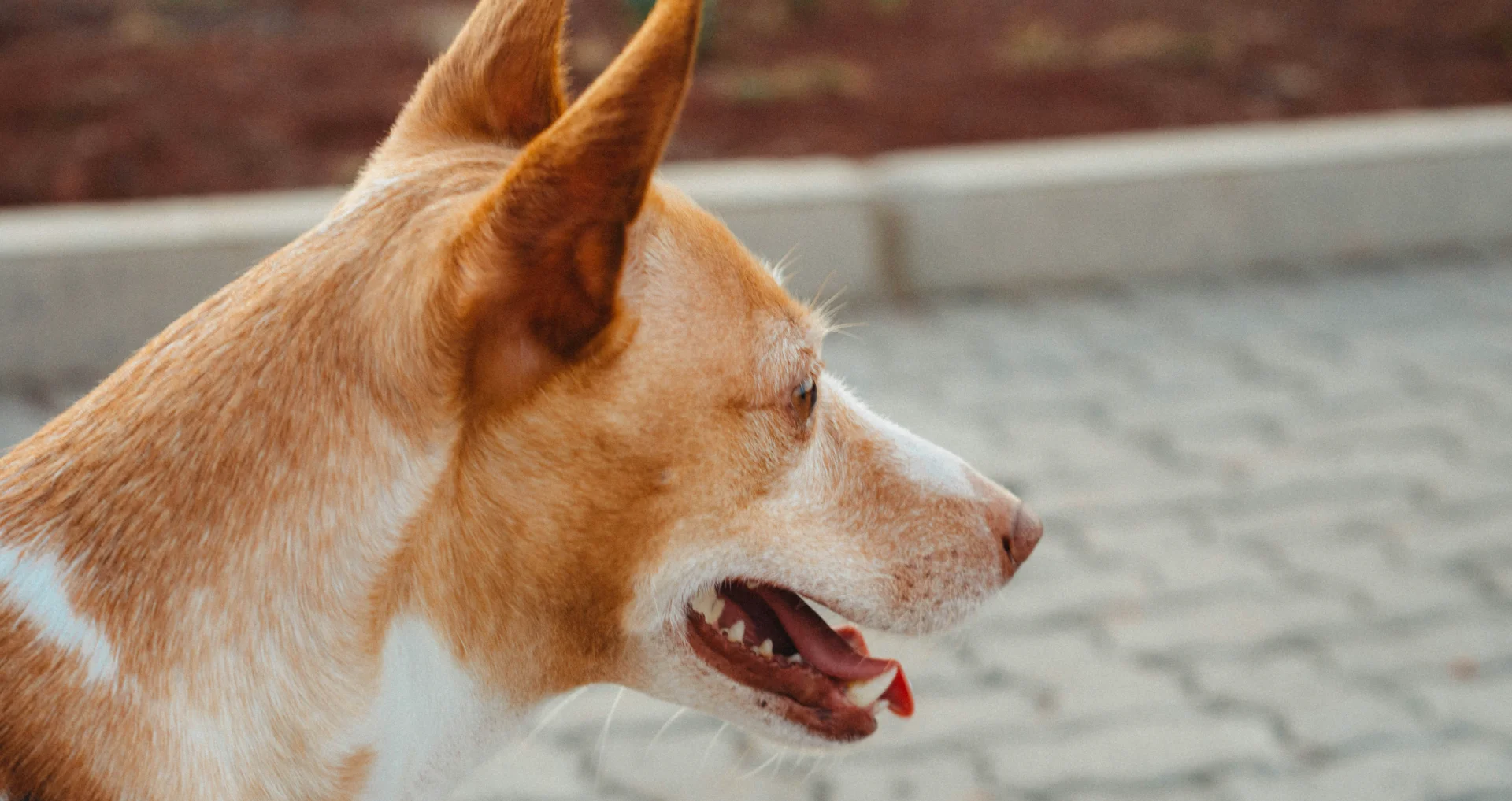 Bruine en witte hond die zijn emoties en behoeften uit door piepen