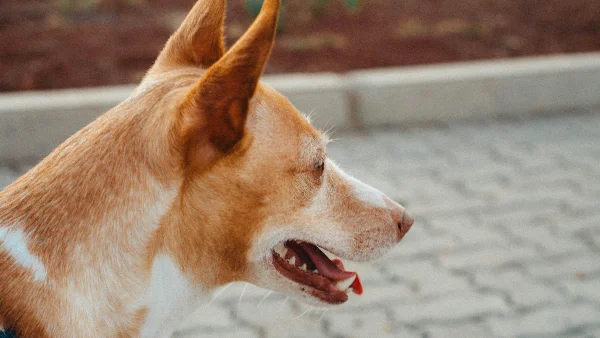 Bruine en witte piepende hond met kort haar
