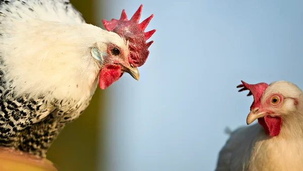 Gespikte kip met rode kam en vlok waarneemt witte kip op achtergrond.