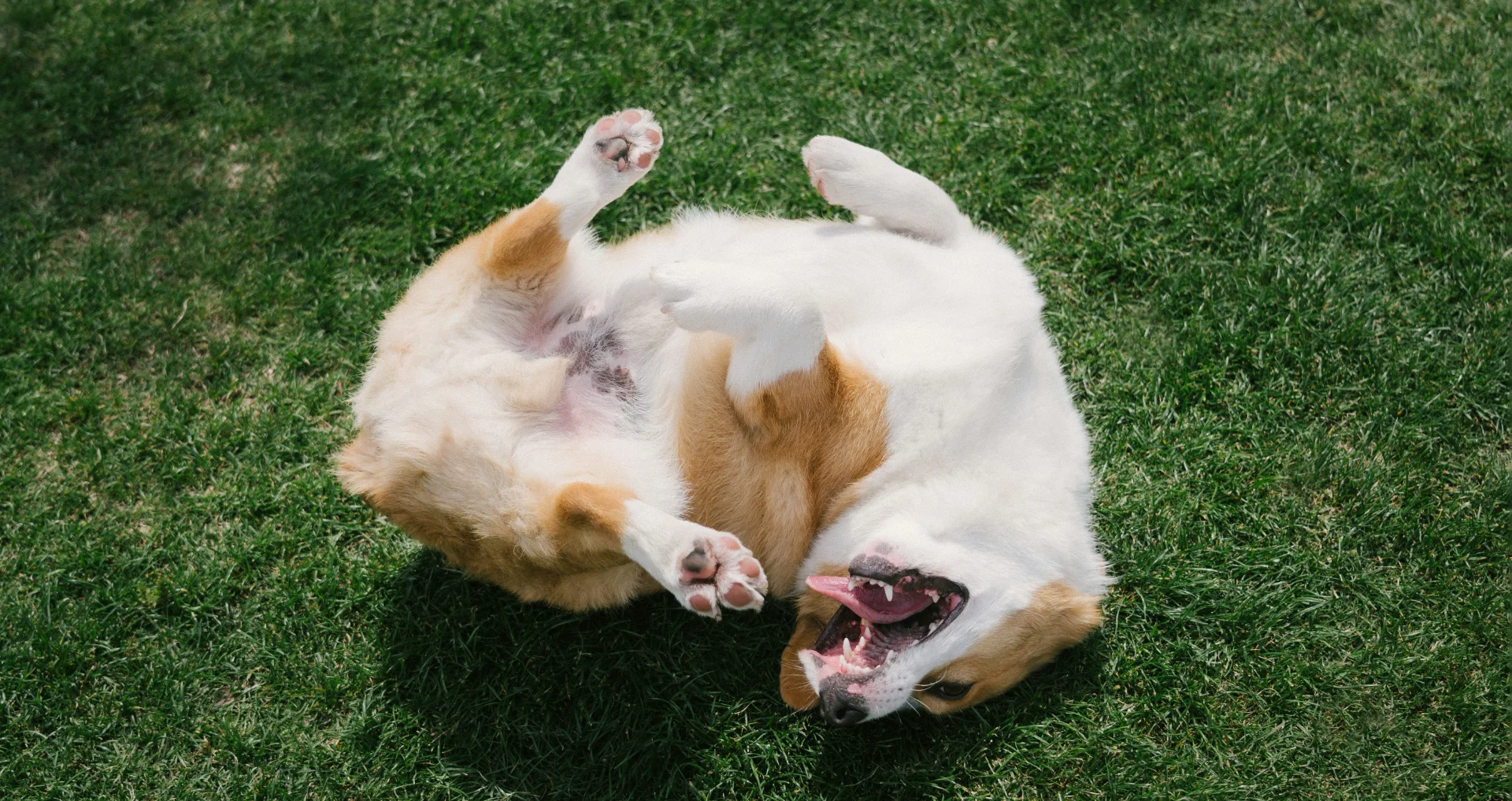 Pembroke Welsh Corgi rolt speels op zijn rug in zonnig gras.