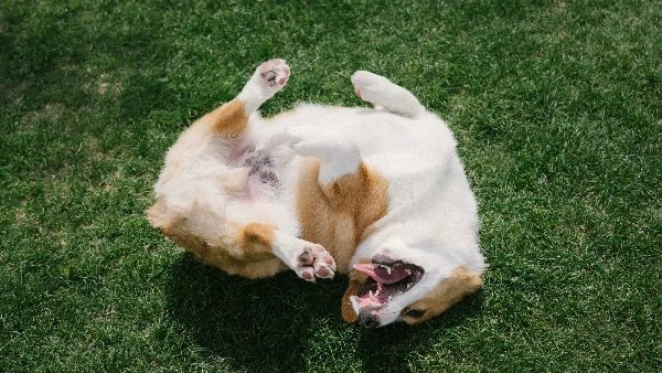 Pembroke Welsh Corgi rolt speels op zijn rug in zonnig gras.