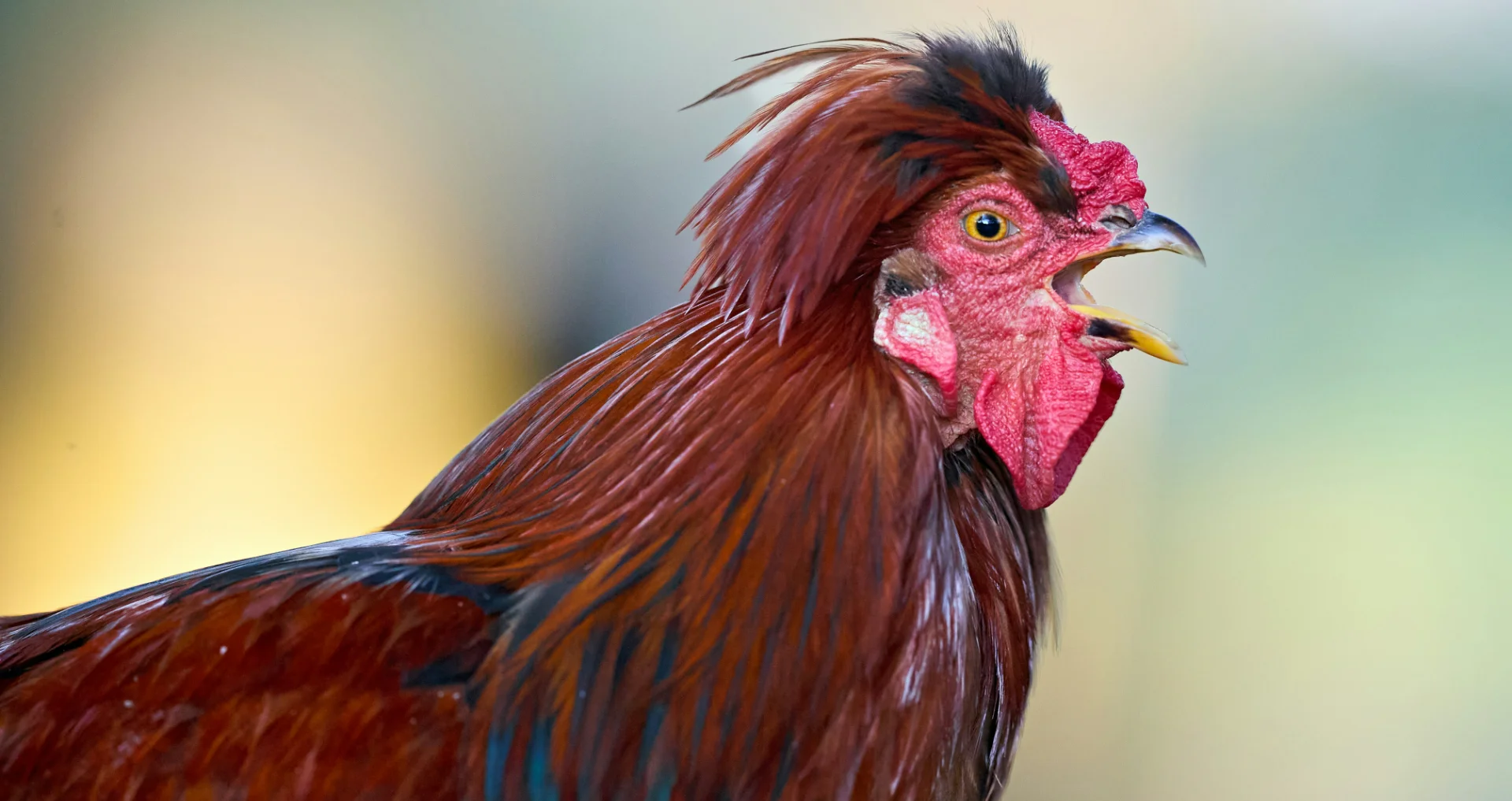 Haan kraait hard met rode en zwarte veren tegen wazige achtergrond