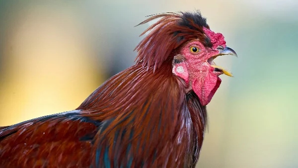 Haan kraait hard met rode en zwarte veren tegen wazige achtergrond