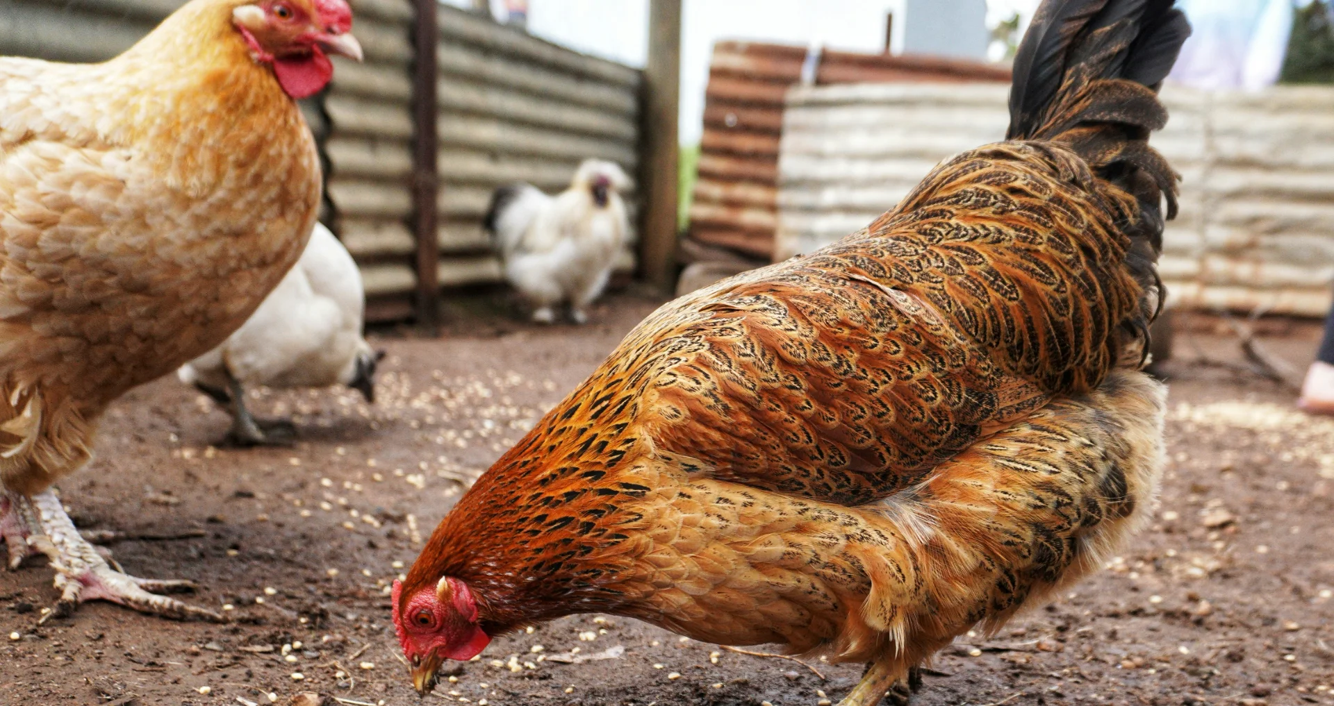 Kippen pikken vogelzaad en voerdeeltjes selectief uit het voer.
