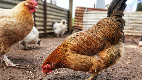 Kippen pikken vogelzaad en voerdeeltjes selectief uit het voer.