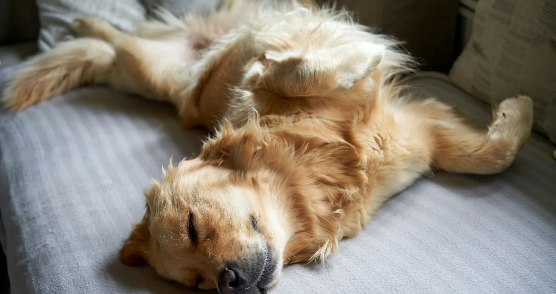 Hond ligt ontspannen op rug, buik bloot omhoog gericht.