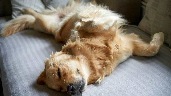 Hond ligt ontspannen op rug, buik bloot omhoog gericht.