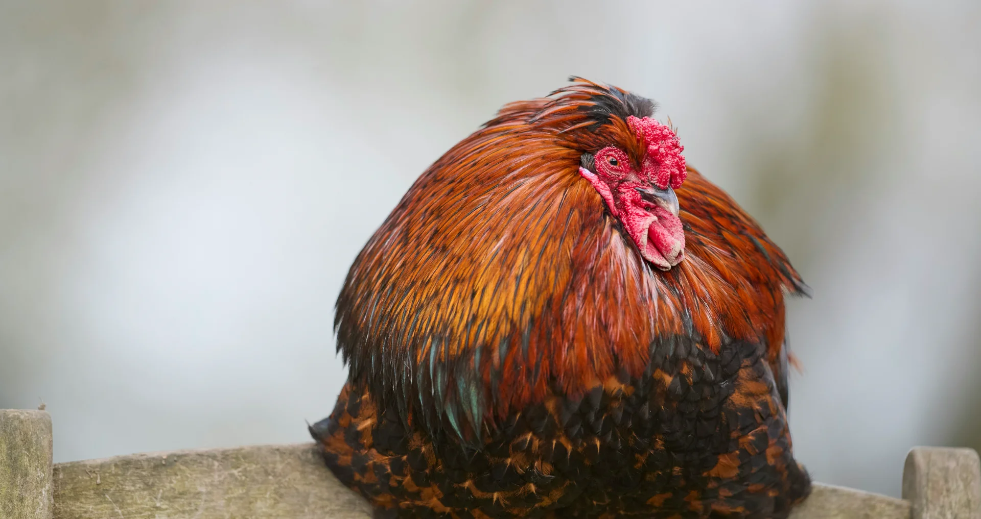 Haan zit rustend op houten hek met fel gekleurde veren en rode kam.