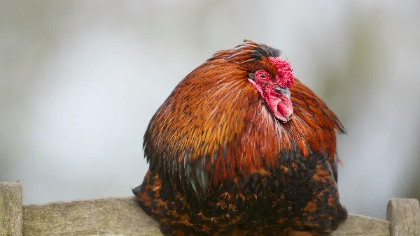 Haan zit rustend op houten hek met fel gekleurde veren en rode kam.