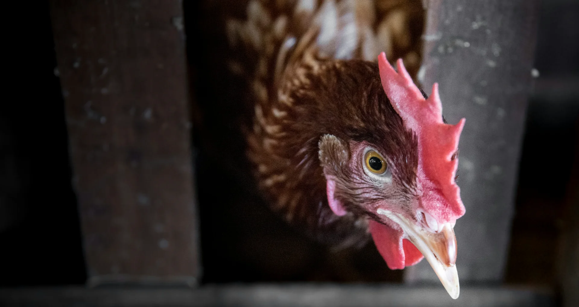 Rode en bruine kip in kippenhok op boerderij.
