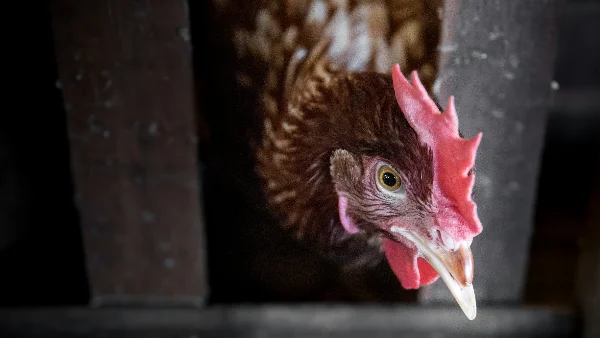 Rode en bruine kip in kippenhok op boerderij.
