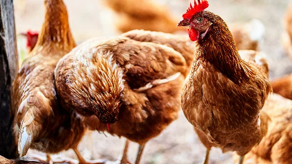 Kippen in vrije uitloop op weiland, pickerend naar voedsel.