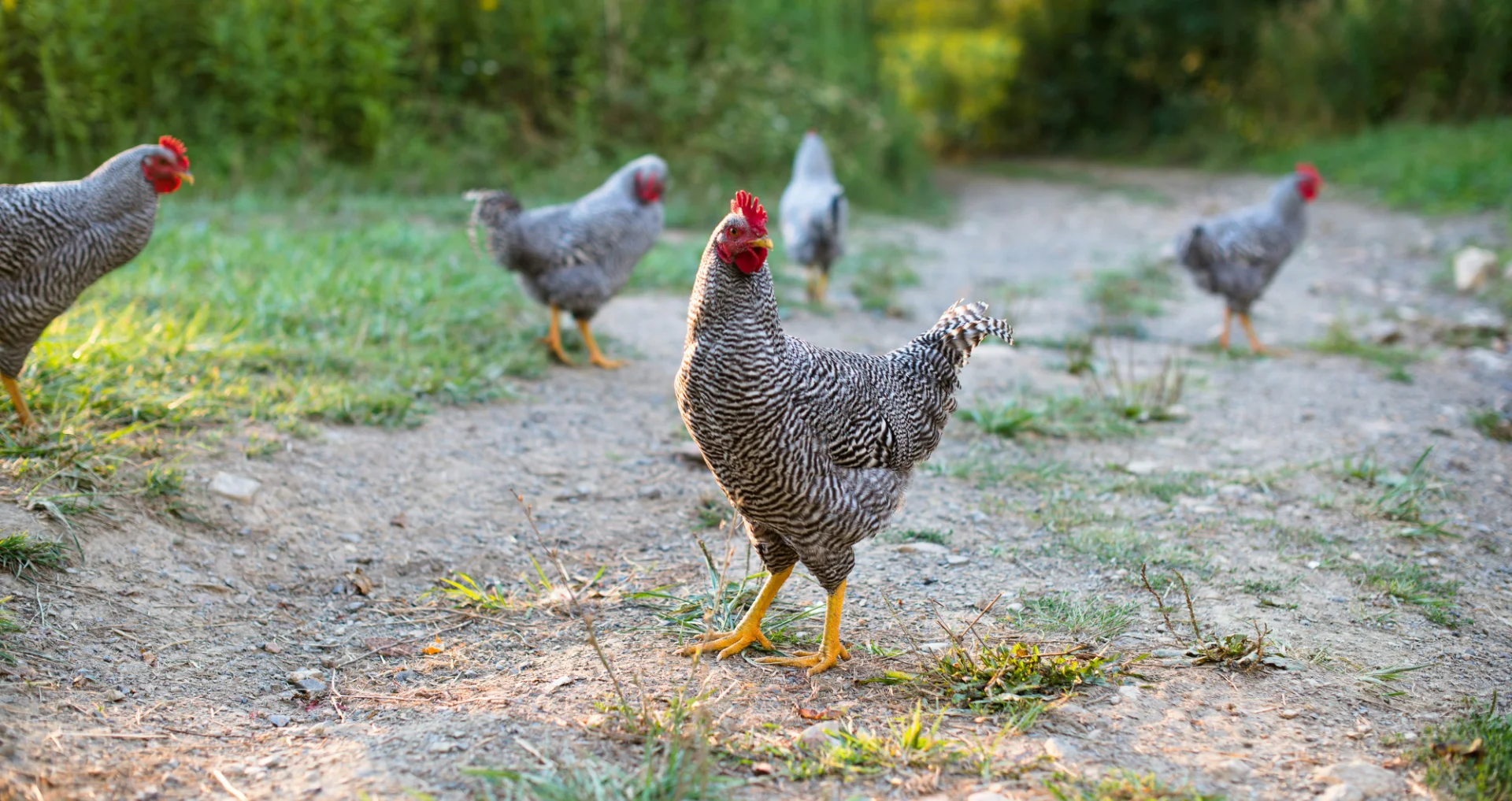 Witte en zwarte kip op groen gras overdag