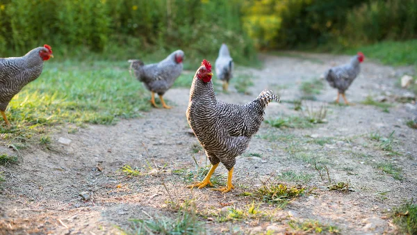 Witte en zwarte kip op groen gras overdag