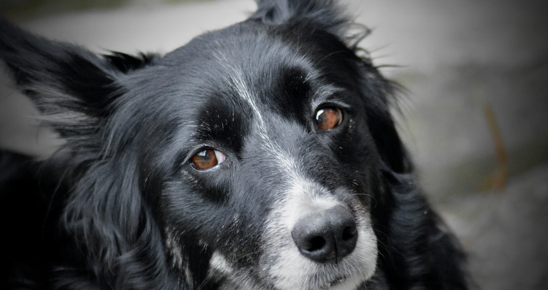 Grijs-witte border collie kijkt intens naar de camera.