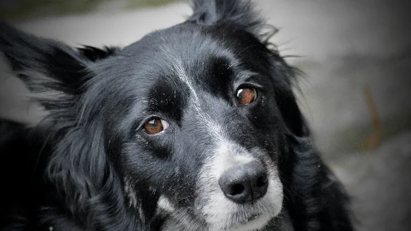 Grijs-witte border collie kijkt intens naar de camera.