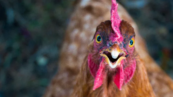 Ulla kijkt voorzichtig en bezorgd naar beneden in het gras.