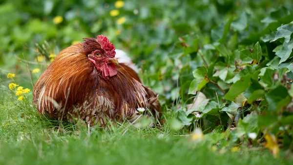 Prachtige rode haan rust uit in groene tuin met bloemen.