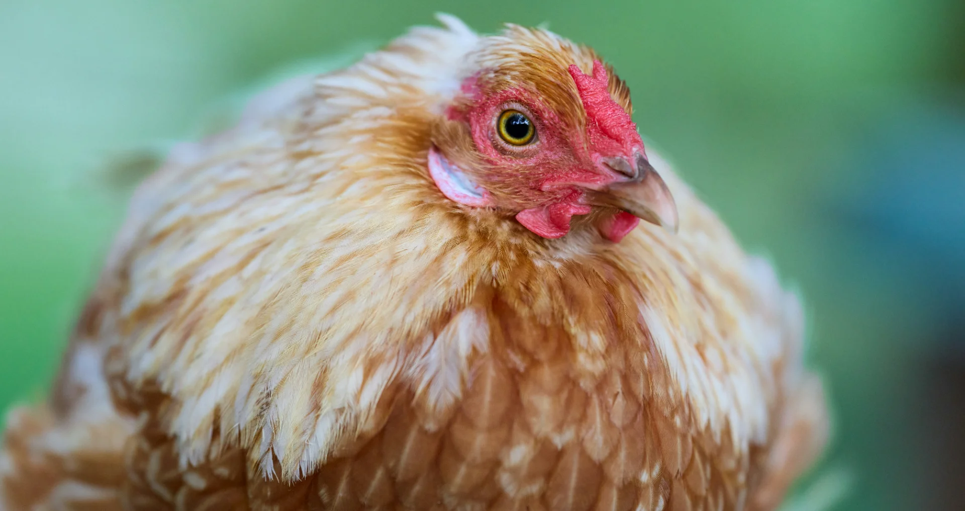 Gouden kip met rode kam en fel gele oog zit met ingetrokken nek