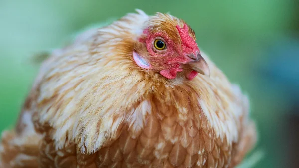 Gouden kip met rode kam en fel gele oog zit met ingetrokken nek