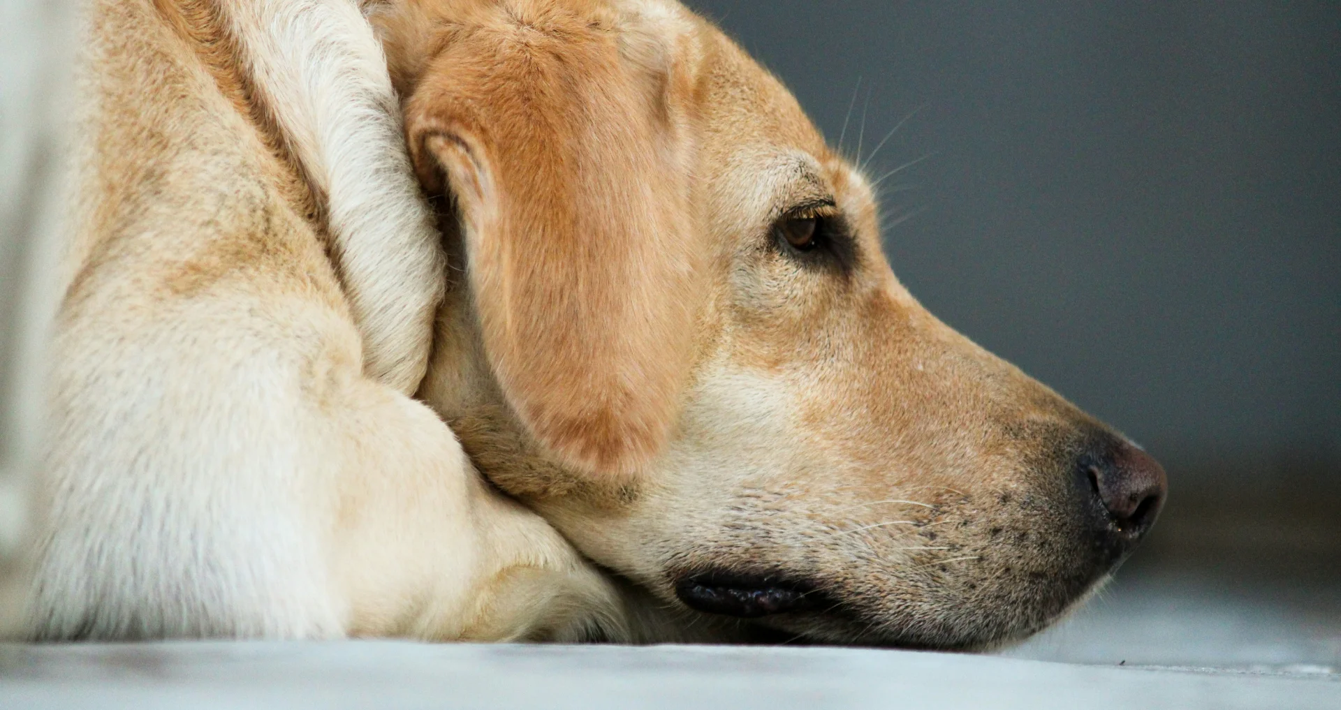Gele labrador ligt op wit textiel, kijkt naar beneden en zucht
