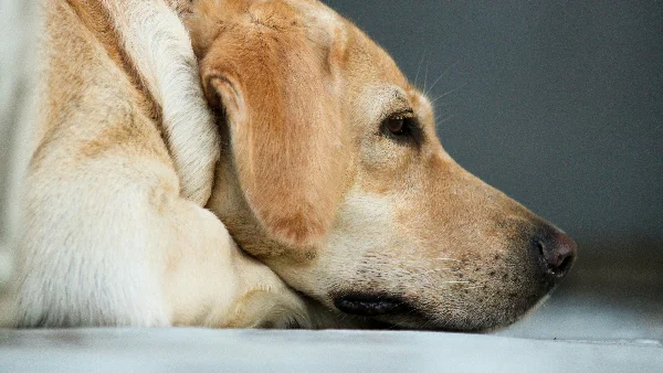 Gele labrador ligt op wit textiel, kijkt naar beneden en zucht