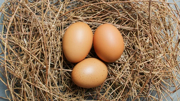 Bruin ei in bruin nest, voedselkwaliteit en houdbaarheid concept